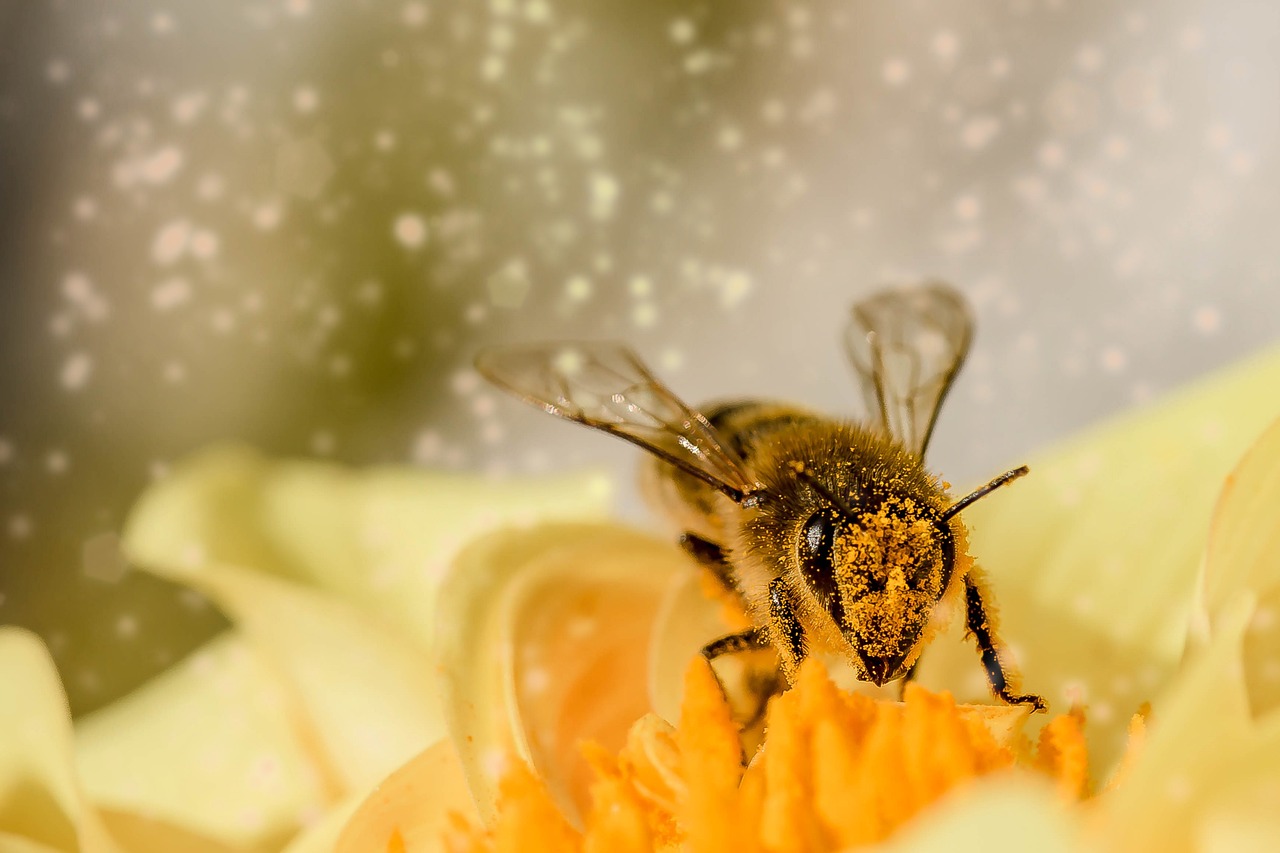 different types of honey