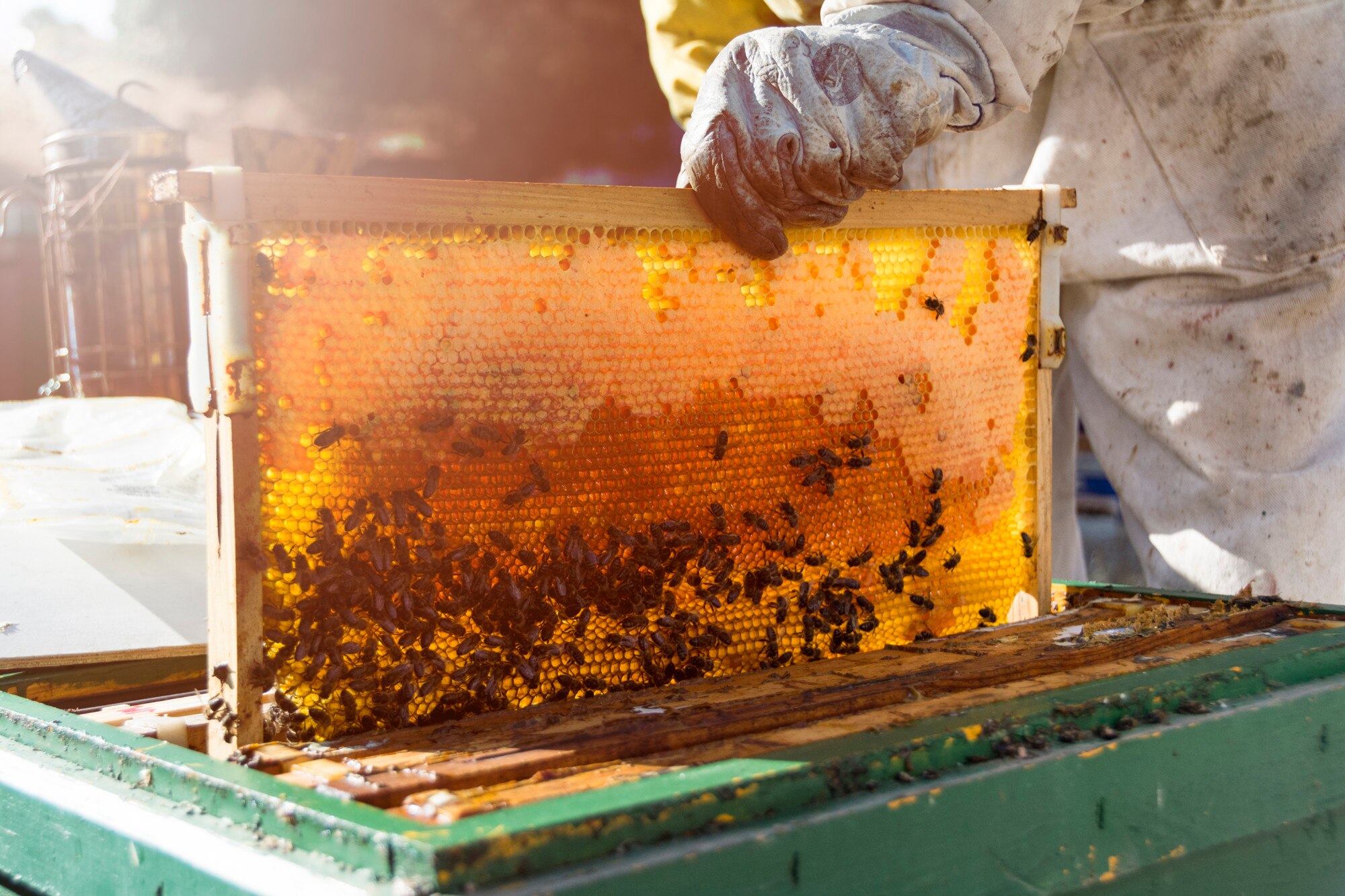 honey extraction