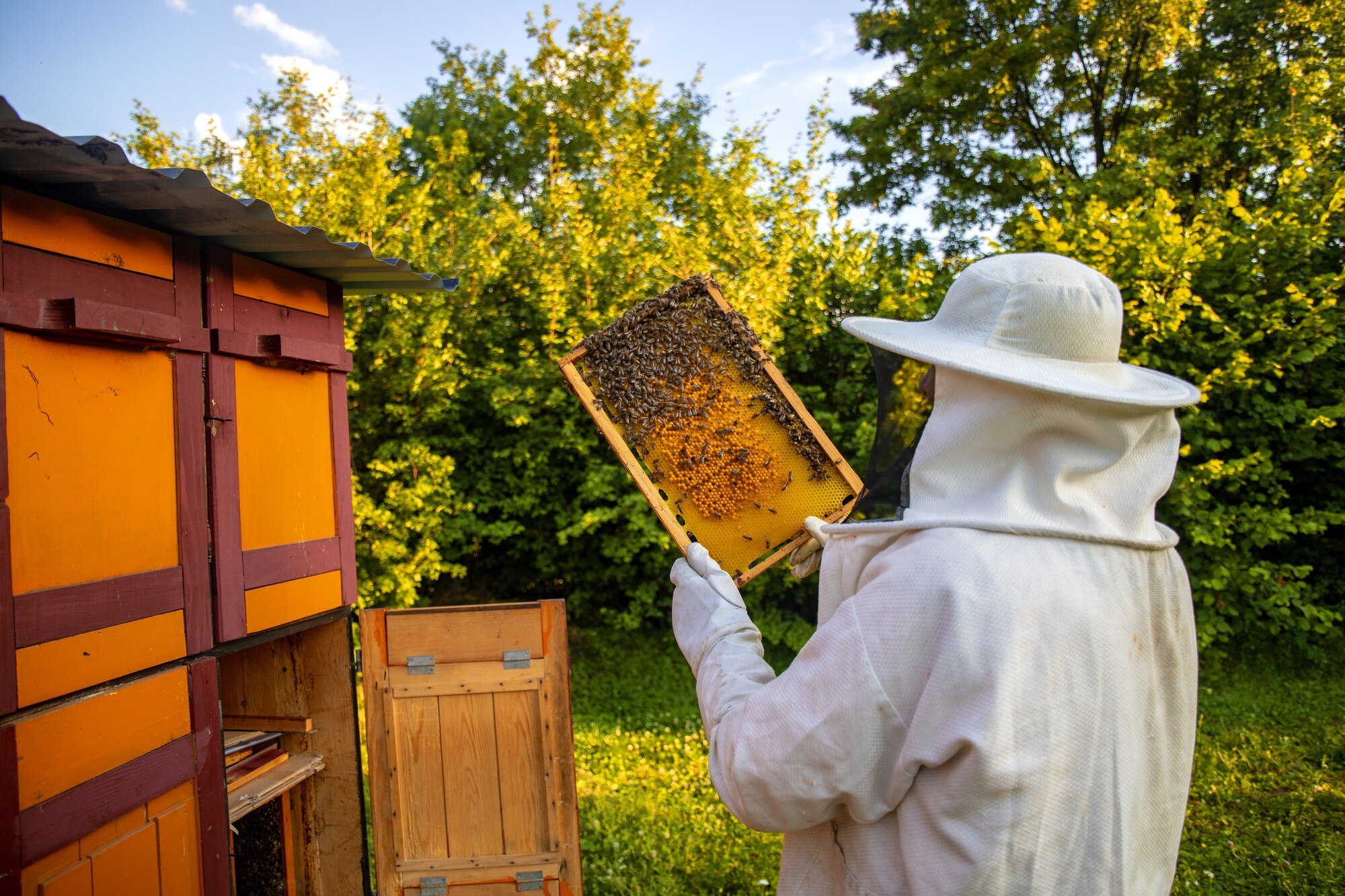 honey beekeeping