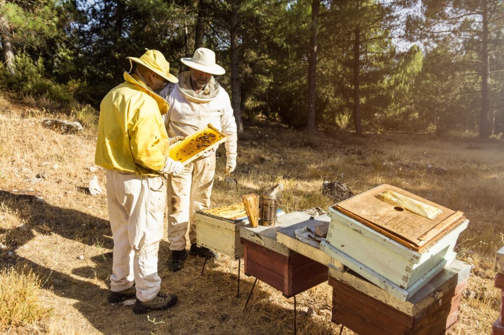 honey beekeeping