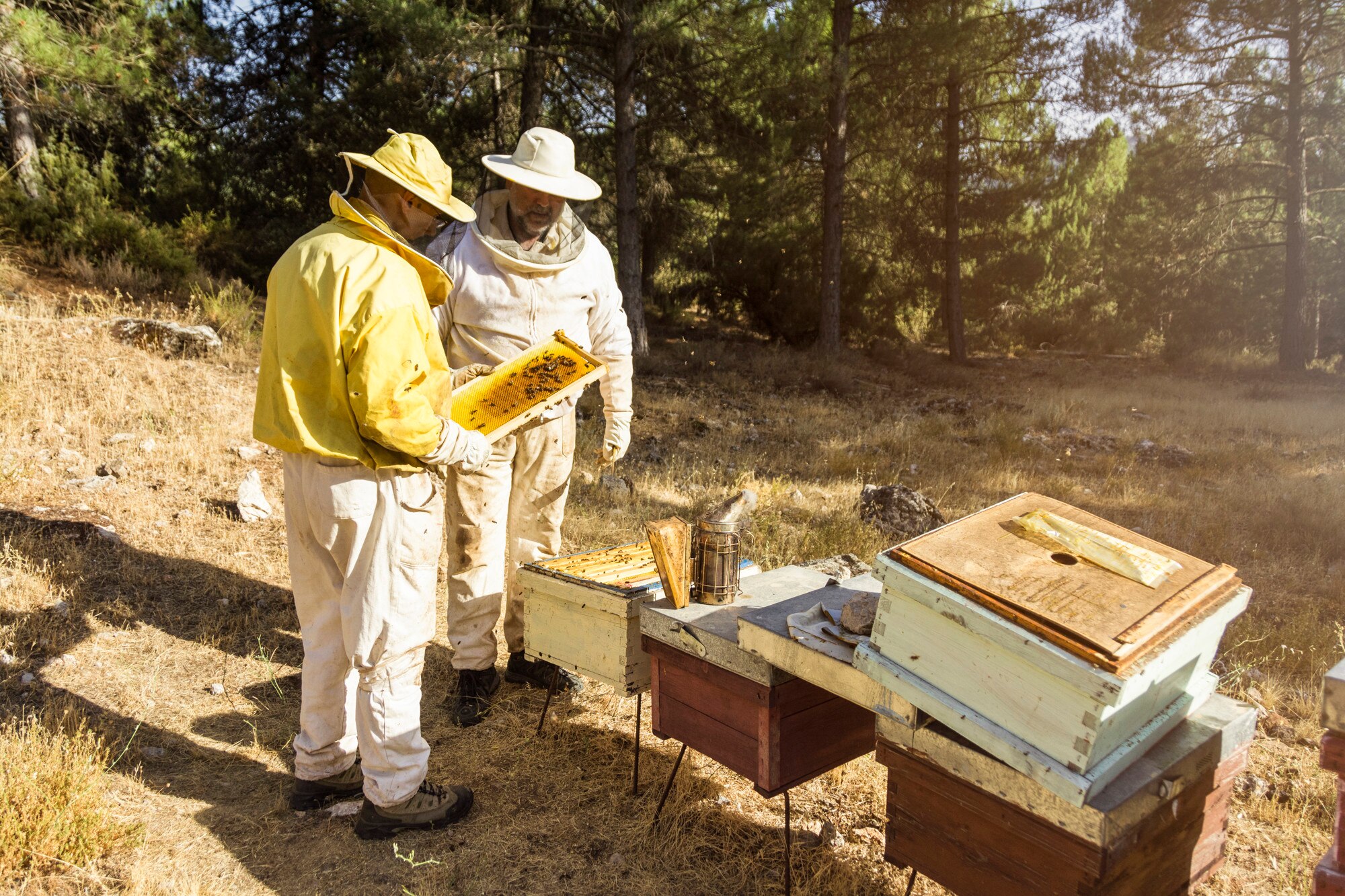 Master the Art of Honey Beekeeping: A Guide for Beginners