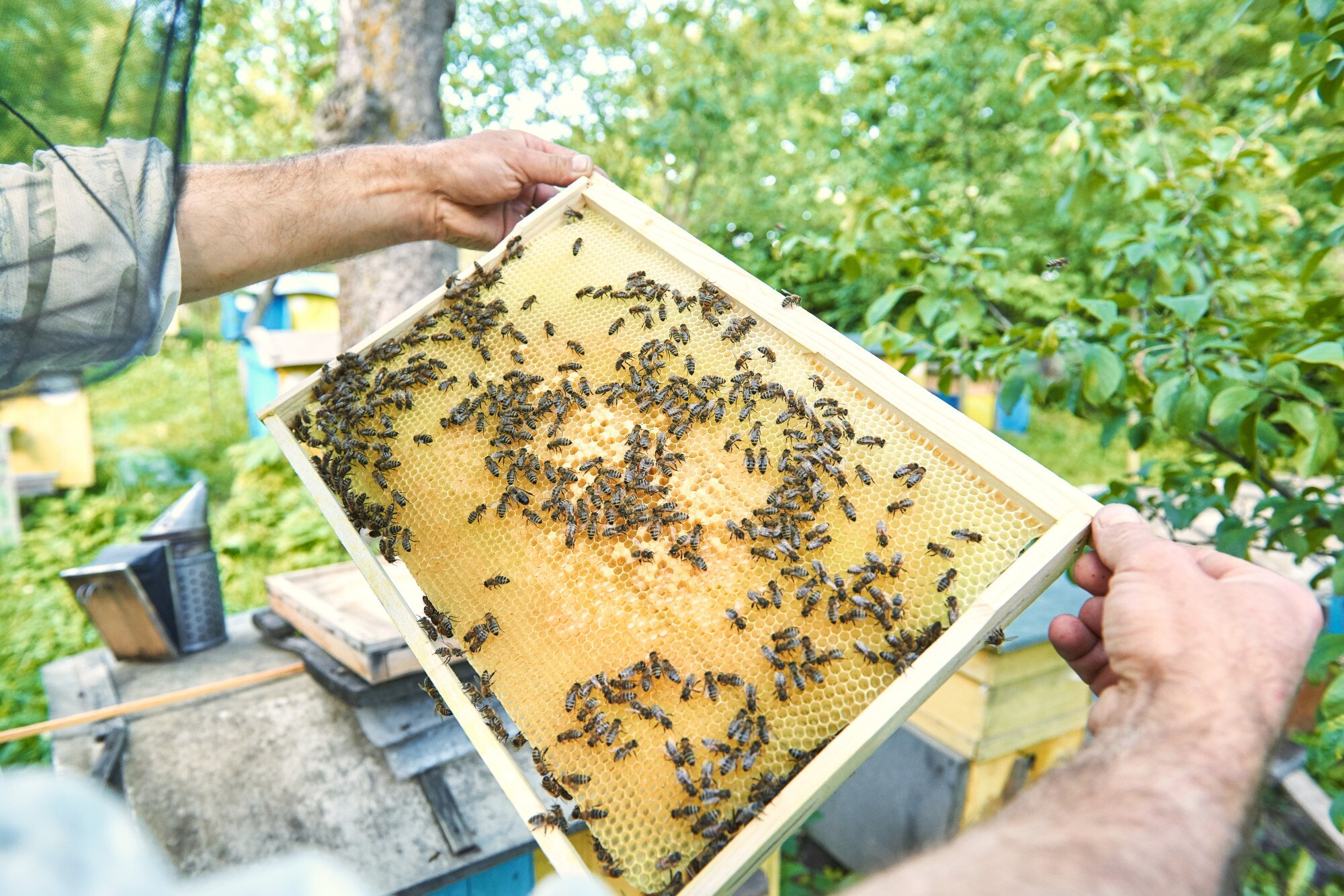 honey beekeeping