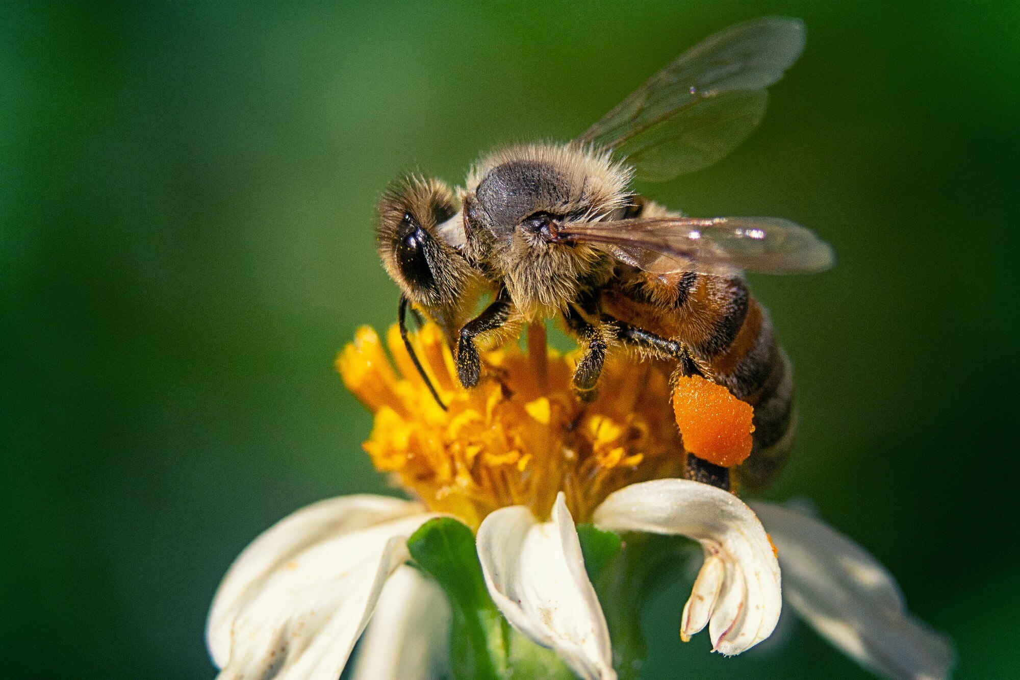 honey bees